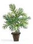 Plante tropicale verte 8